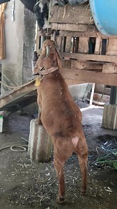 MAGANDANG ARAW MGA BOSS LODI... 👉READY TO BREED 👉FULL BLOOD RED BOER 👉KUNG SYA PO AY INYONG TIPO 👉 PM IS DA 🔑🔑🔑 | Raymond Macatangay