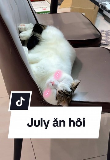 July ăn hôi #maly #malyfamily #malygaugau #vtvcab