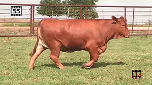 Beefmaster Breeders United on Reels