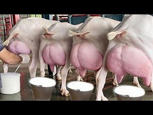 12 Kg Milking Alpine Goat || Highest Milk Production Alpine Goat || Best Goats For Dairy