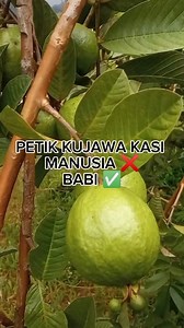 5.4K views · 35 reactions | Petik Jambu Biji Alias Kujawas #Alsel Alexander Langkameng Semua Orang #Apui #Alor #Ntt | Bordjhu Alchopeta | Facebook