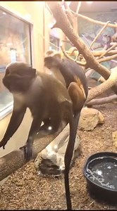Enjoy those peace-filled times like Feivel and Azul. Vid courtesy of Bri GW | Niabi Zoo