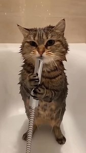 8.1K views · 1.8K reactions | Some cats sing. This one performs a full concert  Holding the shower like a microphone, hitting notes only water can understand, and giving zero care about the audience  If confidence had fur, it would look exactly like this. #cat #kitten #cute #funny #ai | Wish Ai Creator | Facebook