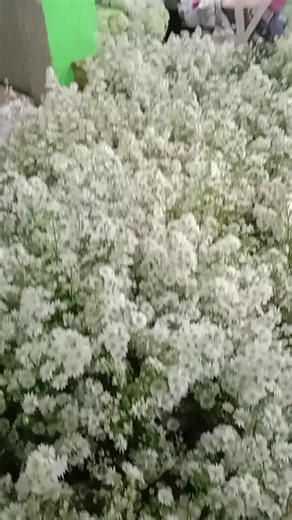 ngabodor (@ngabodor)’s videos with suara asli - popsunda