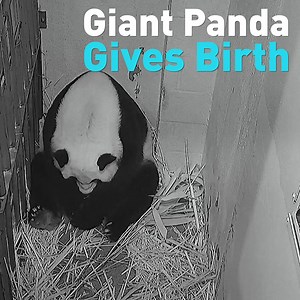 Mei Xiang, the Smithsonian's female giant panda gave birth Friday evening in Washington, D.C. China's ambassador to the U.S. Cui Tiankai sent his greetings to the new cub on Twitter and hailed the birth as 'a precious gift at this unusual time.' See and hear the live birth here. | CGTN America