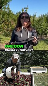 3.3K views · 108 reactions | Cherry picking is harder than it looks..  Here at Oregon Cherry Harvest, these skilled laborers make cherry picking look easy! NW Cherry Growers #cherry #harvest #Oregon | Farm Babe | Facebook