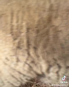 5.8K views · 562 reactions | As soon as we make the bed, Boris and Fiona turn it into breakfast! | Kindred Spirits Sanctuary | Facebook