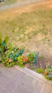 #beautiful #garden #koyal bina #bagiya na sohe #raja #video #treading | Ramdhyan Chauhan