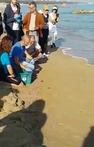 Pubblichiamo lo straordinario video realizzato dagli amministratori del gruppo Facebook "Sei di Campomarino se..." delle tartarughe Caretta Caretta nate sulla spiaggia del basso Molise che tornano in mare. | Quotidianomolise.it