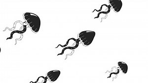 Des méduses d'eau chaude nageant ensemble : vidéo de stock (100 % libre de droit) 1111513935 | Shutterstock