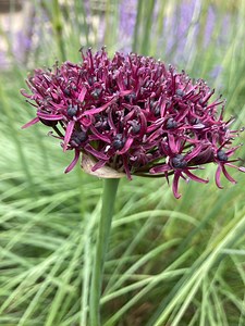 Ornamental Allium 'atropurpureum' (large Purple Headed Allium) Bulbs - Free UK Postage - Etsy UK