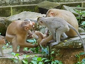 5.3K views · 300 reactions | Lucie scream loud in pain while during many other monkey pulled her hard #Animallover | Mata Monkeys | Facebook