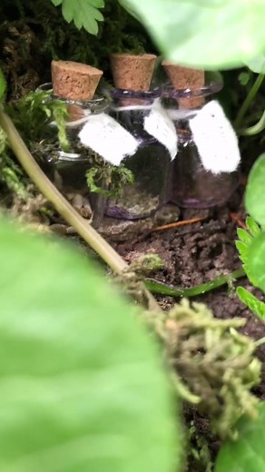 What are these tiny bottles for? #faries #fairyfinds #fairyseeds #fairywoods #fae #fairycore #fariesarereal #fairymagic #fairyhomes