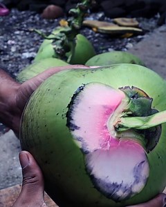 2.5M views · 6.8K reactions | Kenapa buah kelapaku便 warnanya pink kenapa yah? | Grafting Examples | Facebook