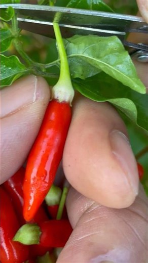 Tabasco Red Hot Pepper Harvest #farming #garden #peppers