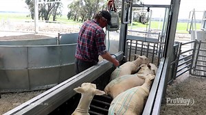Another ProWay milestone! We've sold over 500 'Bulkies' Worldwide! 🐑🎊🌎 The ProWay Sheep Bulk Handler optimises throughput levels, quickly positioning groups of sheep at a safe workable height to improve efficiency across husbandry tasks. Our 'Bulkies' can be comfortably worked by one operator, ensuring high levels of productivity without comprising safety or animal welfare. Hear more from our clients here: https://proway.com.au/sheep-handling/sheep-bulk-handler/ | ProWay Livestock Equipment