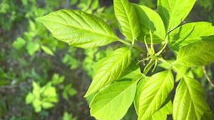 Rama de árbol llamada Acer negundo,: video de stock (totalmente libre de regalías) 1090780955 | Shutterstock