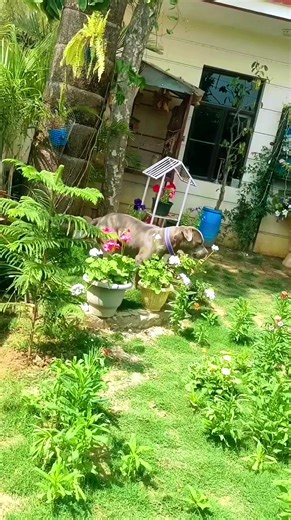 "Earth laughs in flowers" (Ralph Waldo Emerson). ഭൂമി പൂക്കളിൽ ചിരിക്കുന്നു ....पृथ्वी फूलों में हंसती है..... ഒപ്പം നമ്മളും 🥰🥰😂😀😀😀🥰#friars #happyreligious #capuchins #Godsblessings #bestfriendsforever #flowers #nature #flowergarden #capuchinfriary #bestfriends #colours #plants #don #bestdog #bestpaw #cutedog | Donachan Cap