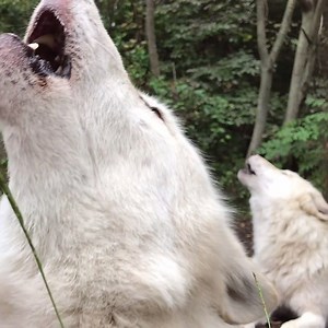 Be inspired by their wild rhythms. #standforwolves | Wolf Conservation Center