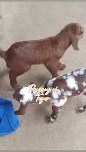 18K views · 129 reactions | Tiger Boer Buck Stud Sire Male Goat #breeding #goatfarming #GOAT | Gonzales Farm | Facebook