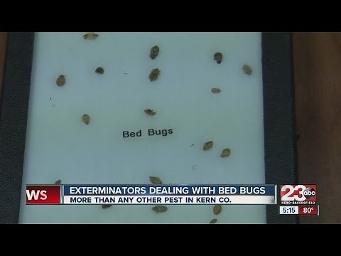 Exterminators dealing with bed bugs