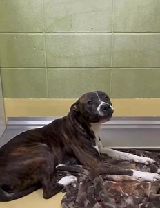 Beauties and Beasts, Inc. on Reels