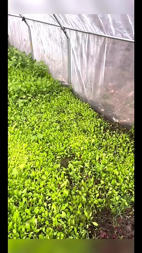 Green Green under poly sheet | Chenab Valley Farming