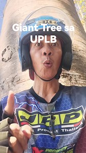 The famous Giant Toog tree in UP Los Baños. Aside from the fertility tree, this is one of the iconic giant trees in UPLB. #UPLB #losbanos #laguna | Pinoy Ideas