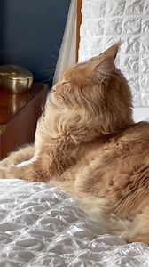 7.2K views · 2.3K reactions | Marilyn Monroe eat your heart out! #ragdollworld #mainecooncat #birdwatching #persiancatsofinstagram #catlovers #kittycat #Lovely #pampas #cute #cats | The Magnificats | Facebook