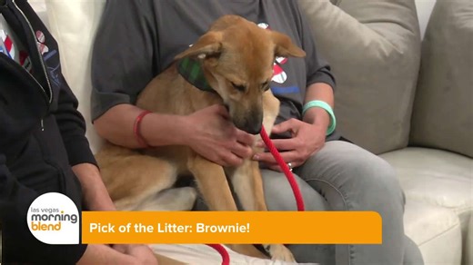 Meet Brownie: The sweet pup looking for her forever home