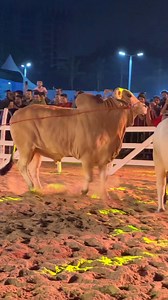 9.9K views · 287 reactions | Cattle Show Bangladesh | Cow Show 2024 | Cattle World | Cattle World | Facebook