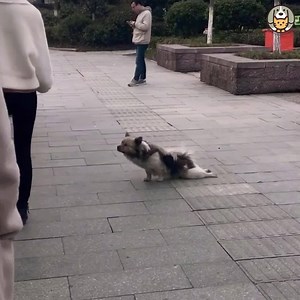 11M views · 2.2K reactions | List of pets who wins in the best actor category. Unbelievable  | Pets | Facebook