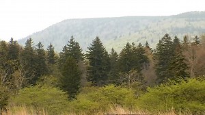 DNR officials in Pocahontas County focus on restoration efforts along Shavers Fork.  FULL STORY: https://bit.ly/3MRlb4C | WCHS Eyewitness News | Facebook