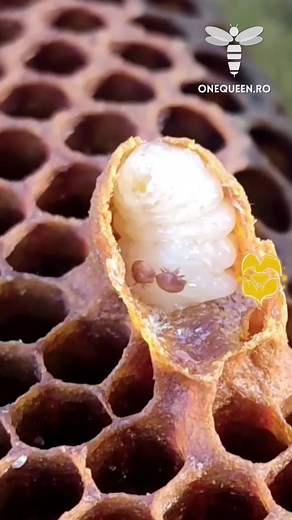 1.2K views · 3 comments | Beekeepers who wish to have strong and healthy bees during winter should start making all the necessary treatments against the Varroa mite during autumn For full videos, check these channels: @mesinduskooleesti8734 - YouTube @nihilents - YouTube @geneticaapicola - YouTube @user-iz5oi6ni9j - YouTube | OneQueen.ro | Facebook
