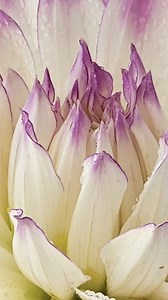 10K views · 3.1K reactions | Dahliala | Colorado Photos | Facebook