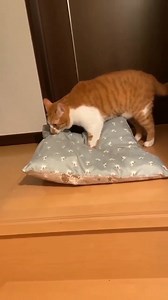 🔴 OMG This is my soft pillow.I will not let anyone catch 💭💤 💓 🥰🥰🥰 | proininews.gr - Πρωινή Εφημερίδα