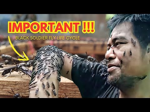 Black Soldier Fly LIFE CYCLE | Maggot BSF Cultivations