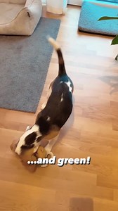 Choose one 😀 Cre: IG beagle.java ➡ Feel free to send us photos/videos of your fur babies or join our group to be featured on our Page ❤️ | Beagle Overload