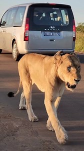 34K views · 684 reactions | This is a every big lioness, watch as she get bigger and bigger as she gets closer to my vehicle here in Kruger National Park | Nombekana Safaris and Wildlife Photography | Facebook
