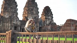 Monkeys Live Phra Prang Sam Yot Famous Tourist Landmark Attractions