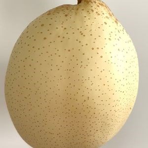 [Hot Item] Organic Certified Ya Pears No Pesticide Residues, EU/Nop Standards, Cold Chain Logistics with SGS Phytosanitary Certificates