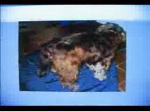Playboy Booby Hatch - Itchy Dogs