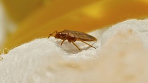 Discount Termite And Pest delivers high-end bed bug control in Katy TX