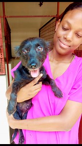 Star (adult black dog) Amanda (Adult brown dog) and Penelope (black and tan pup) are looking for loving homes - they are currently boarding under AWN at a clinic where they are being treated - the dogs were found after being abandoned and Penelope was given up to the TTSPCA but AWN took over her case - Your property must be fully fenced - homecheck will be done - if interested in adopting please Whatsapp message only 689-7661 | Animal Welfare Network