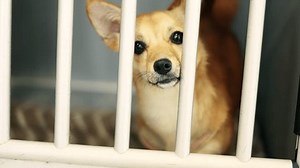 Portrait Unwanted Homeless Dog Cage Waiting Stock Footage Video (100% Royalty-free) 1101354781 | Shutterstock