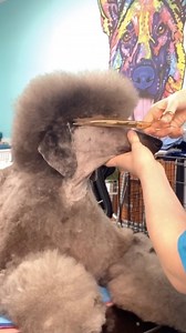 “My number one tool for any poodle groom…GOOD SHEARS!! 9” Kenchii Rosé curves in action✨ Topknot goals made easy with phenomenal scissors✂️” - Amber @amber.andher.standards Kenchii Brand Ambassador Purchase our popular Kenchii Rosé Collection by visiting us at: 📲 KenchiiGrooming.com #Kenchii #kenchiigrooming #kenchiishears | Kenchii Shears Grooming