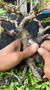 Re-application of cambium ointment because it was observed that the cambium was not functioning well. #hokianti #bonsaitree | Karimun Java