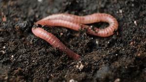 Giun đất đào bới vào đất: Video có sẵn (100% miễn phí bản quyền) 3797660385 | Shutterstock