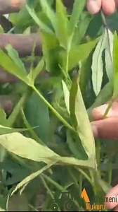 117K views · 2.6K reactions | Eliminating unproductive or non-adapted sweet potato varieties is essential for optimizing crop performance and maintaining genetic purity. By rogueing out inferior or non-tuberizing vines | Mudhumeni Mukuru | Facebook