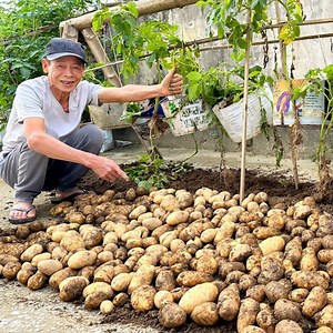 Growing potatoes at home was this easy all along!🥔🌱 | Rush Brush
